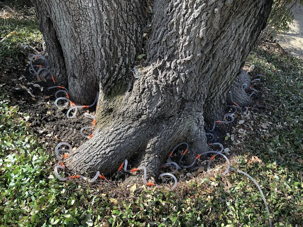 Detailed Tree Cabling and Bracing job site in Coalmont