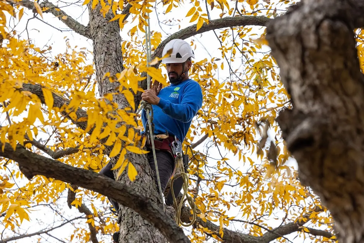 Skilled Tree Pruning crew working in Coalmont