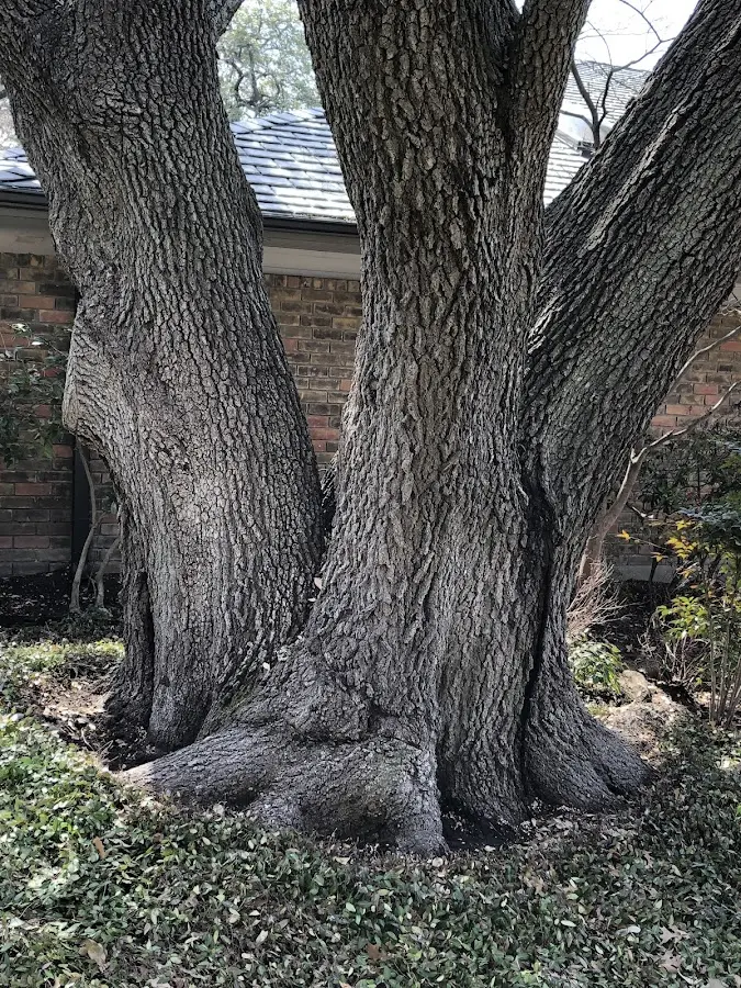Mature heritage tree close to a Coalmont property cared for by certified arborists
